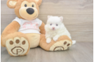 Pomeranian Puppy for Adoption
