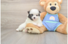 Pomeranian Puppy for Adoption