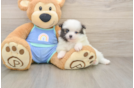 Fluffy Dwarf Spitz Purebred Puppy