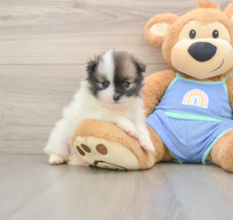 8 week old Pomeranian Puppy For Sale - Florida Fur Babies