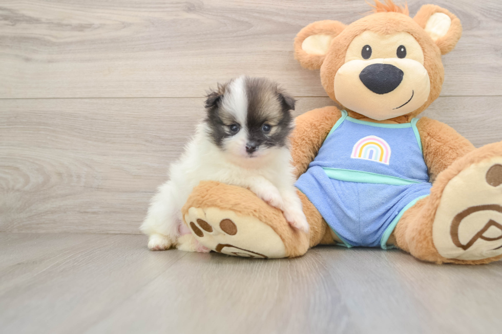 Hypoallergenic Pomeranian Baby