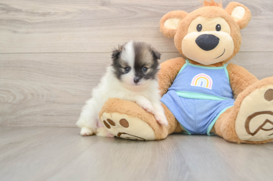 Hypoallergenic Pomeranian Baby