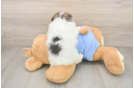 Pomeranian Puppy for Adoption