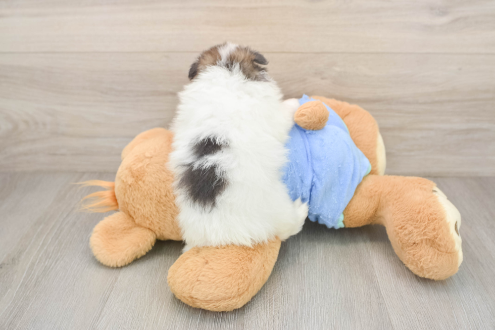 Pomeranian Puppy for Adoption
