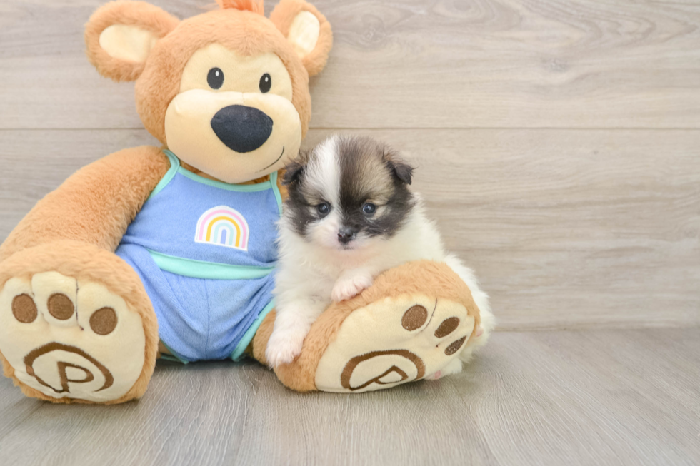 Little Pomeranian Baby