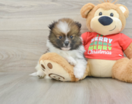 10 week old Pomeranian Puppy For Sale - Florida Fur Babies