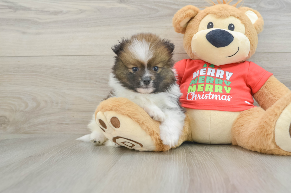 10 week old Pomeranian Puppy For Sale - Florida Fur Babies