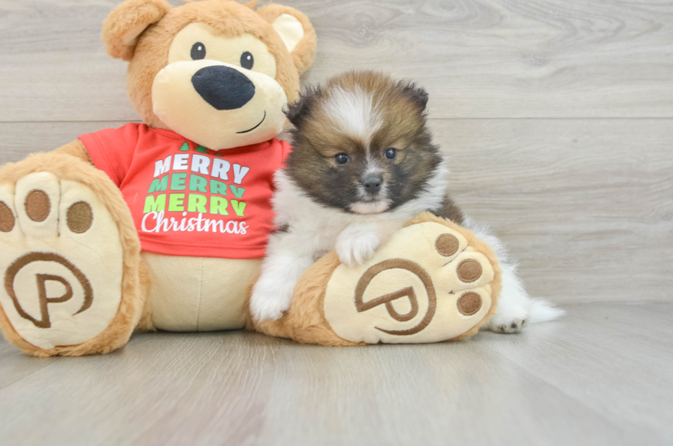 6 week old Pomeranian Puppy For Sale - Florida Fur Babies