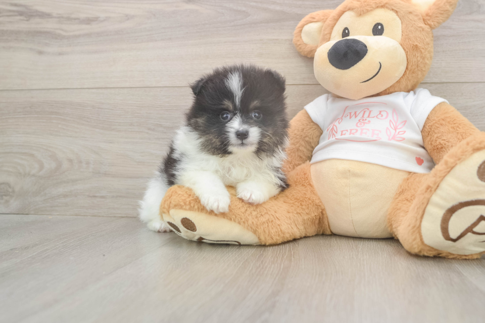 Popular Pomeranian Purebred Pup