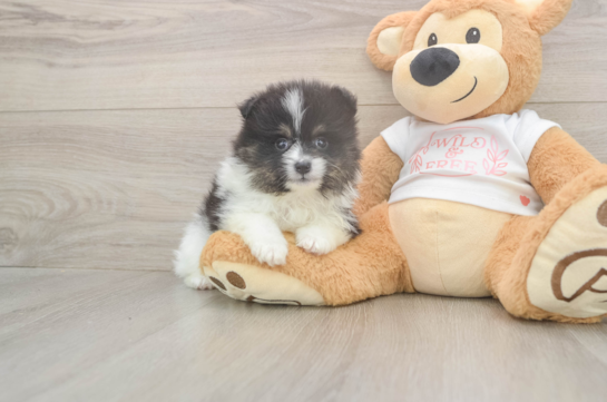 Popular Pomeranian Purebred Pup