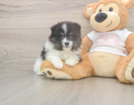 6 week old Pomeranian Puppy For Sale - Florida Fur Babies 6 week old Pomeranian Puppy For Sale - Florida Fur Babies