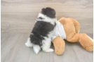 Best Pomeranian Baby