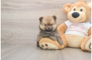 Energetic Pom Purebred Puppy