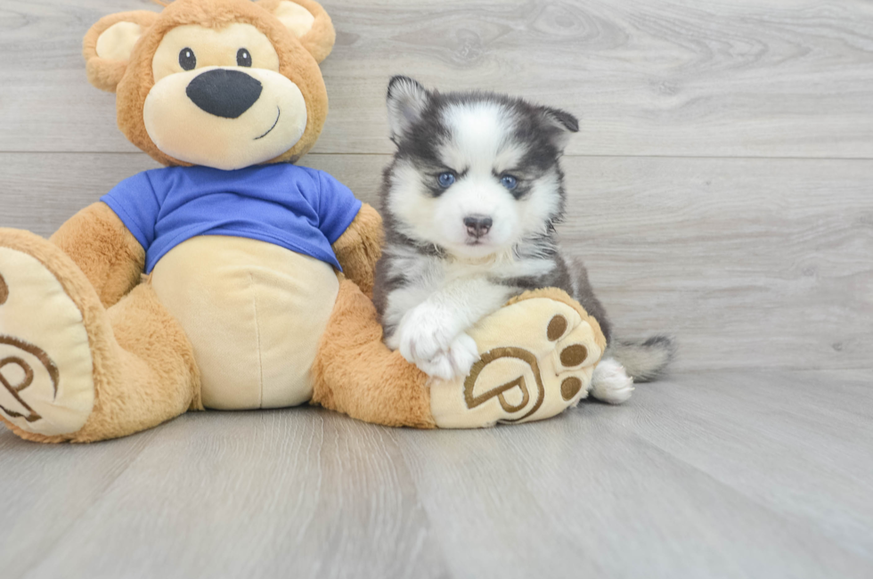 8 week old Pomsky Puppy For Sale - Florida Fur Babies