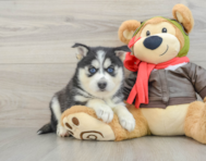 7 week old Pomsky Puppy For Sale - Florida Fur Babies