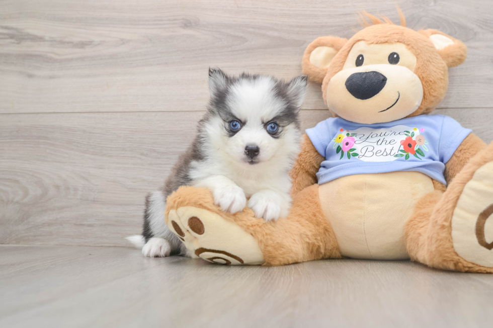 Best Pomsky Baby