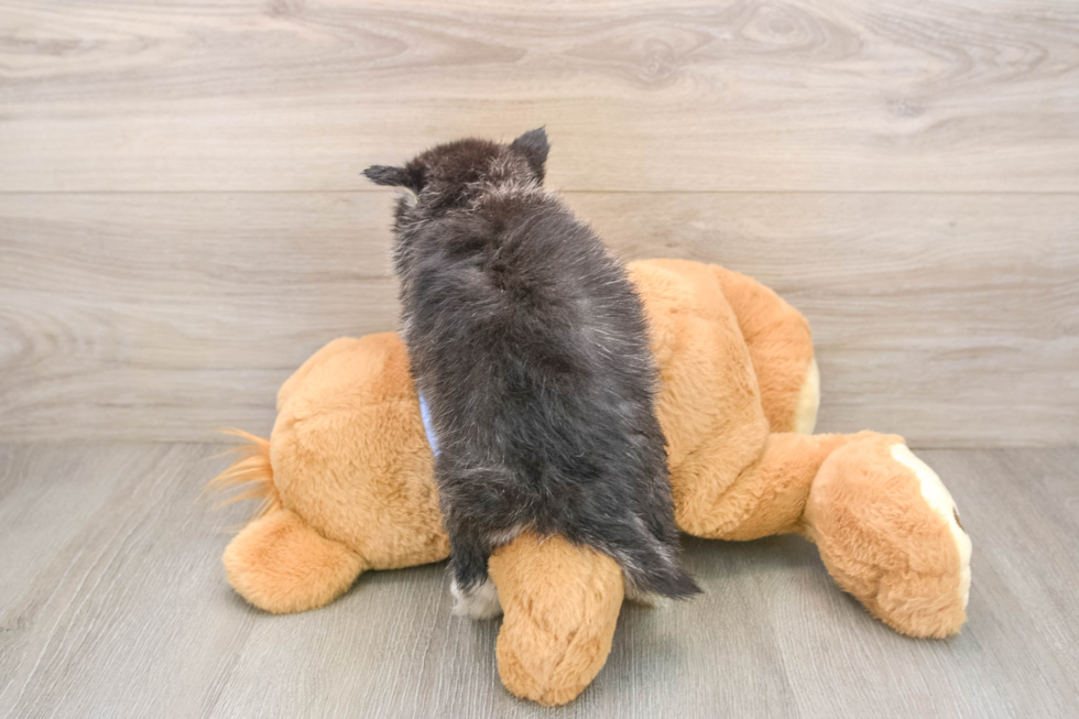 Pomsky Pup Being Cute