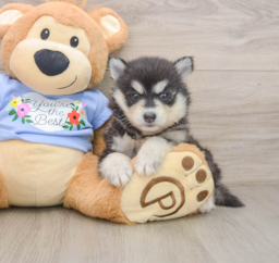 7 week old Pomsky Puppy For Sale - Florida Fur Babies