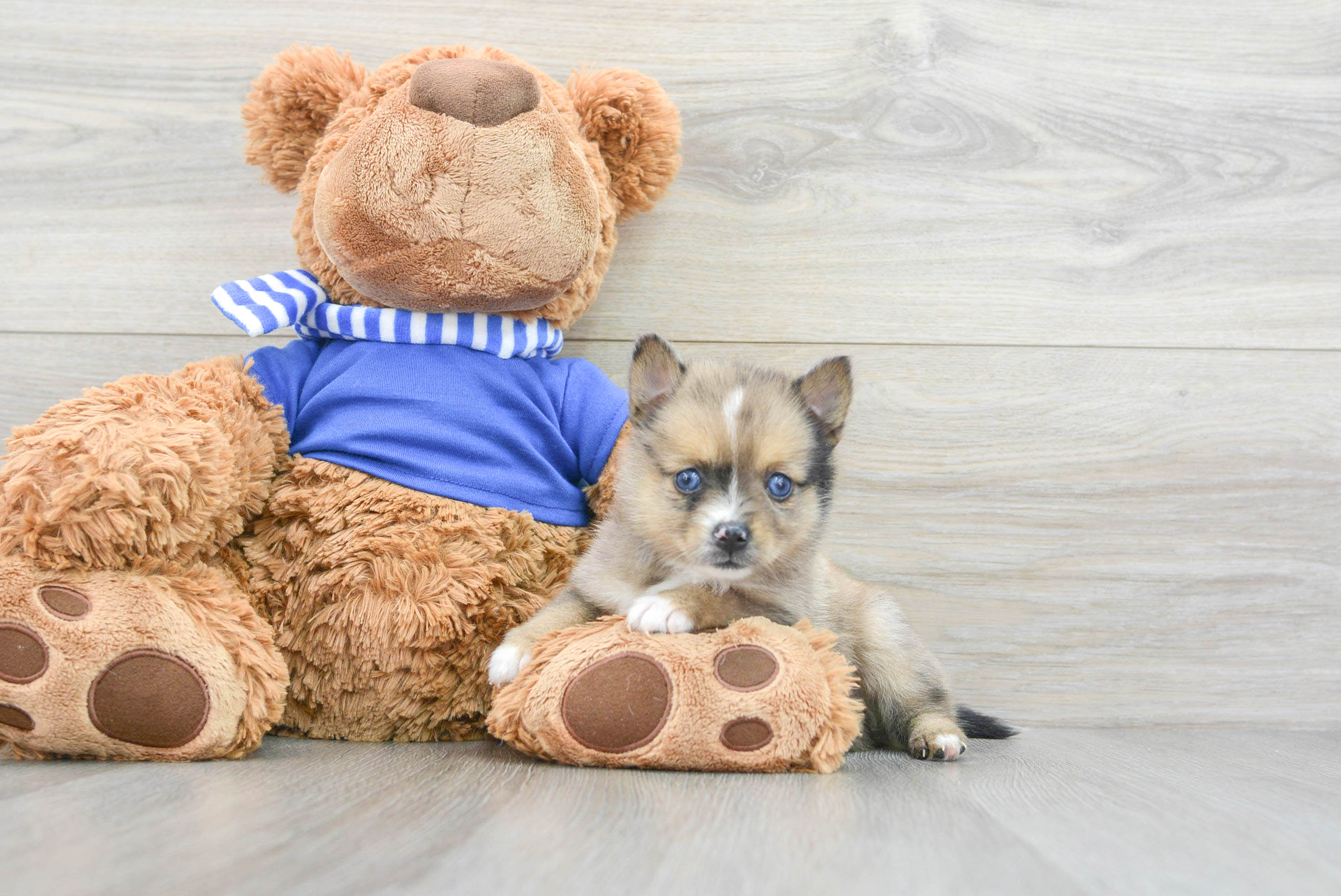 Teddy best sale bear pomsky