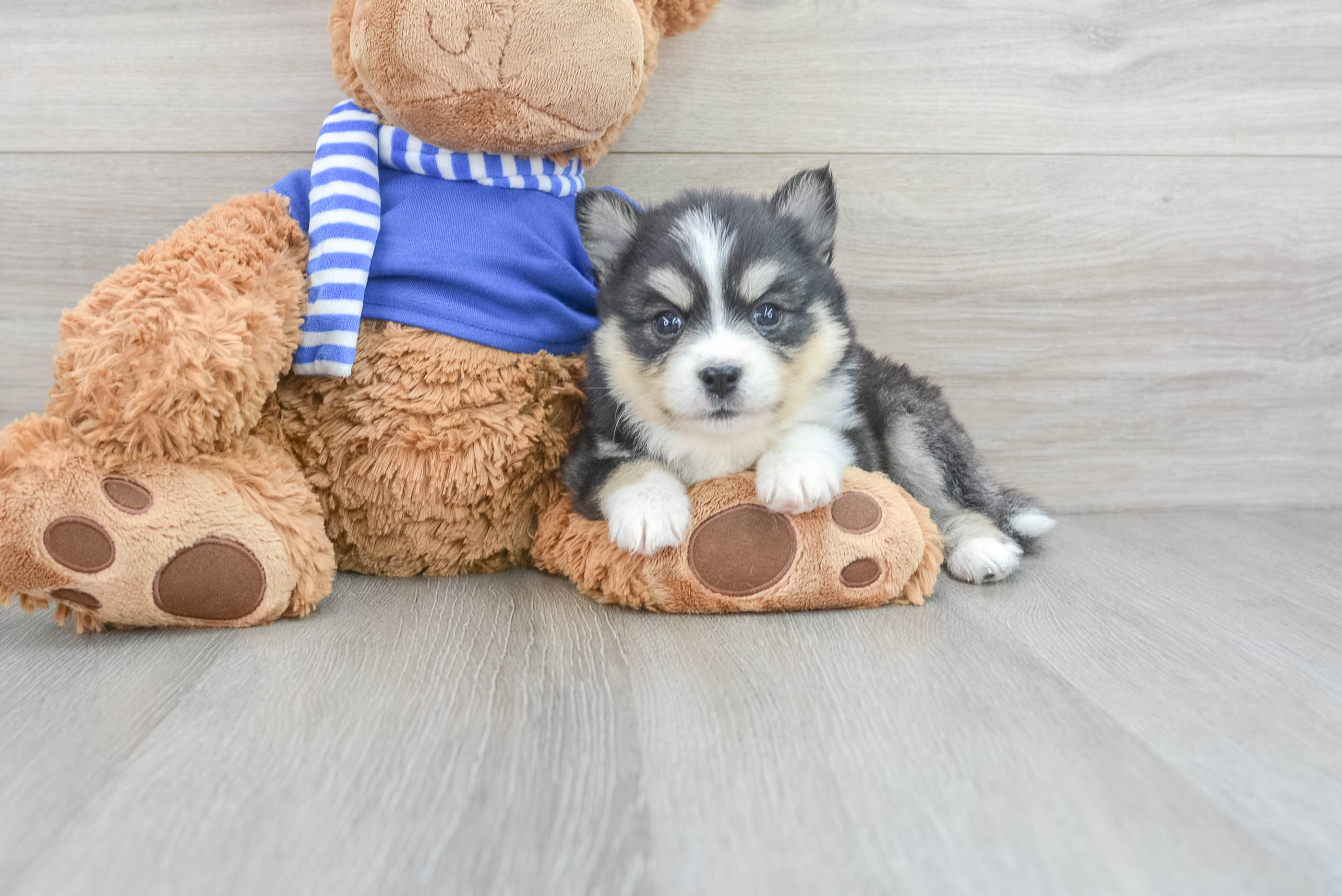 Cute Pomsky Alyssa: 4lb 6oz Designer Puppy