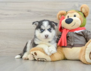 8 week old Pomsky Puppy For Sale - Florida Fur Babies