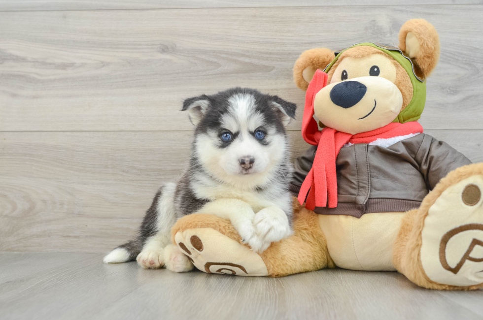 7 week old Pomsky Puppy For Sale - Florida Fur Babies