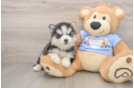 Energetic Husky and Pomeranian Mix Designer Puppy