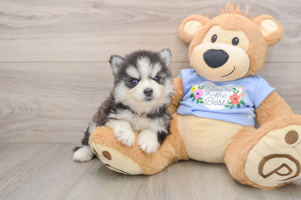 Energetic Husky and Pomeranian Mix Designer Puppy