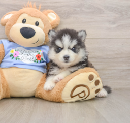 7 week old Pomsky Puppy For Sale - Florida Fur Babies