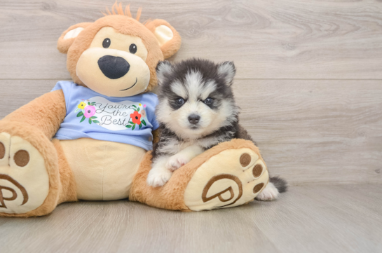 Cute Pomsky Baby
