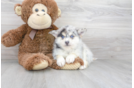 Meet Alyssa - our Pomsky Puppy Photo 2/3 - Florida Fur Babies