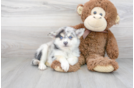 Meet Alyssa - our Pomsky Puppy Photo 1/3 - Florida Fur Babies
