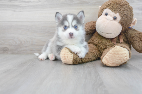 28 week old Pomsky Puppy For Sale - Florida Fur Babies