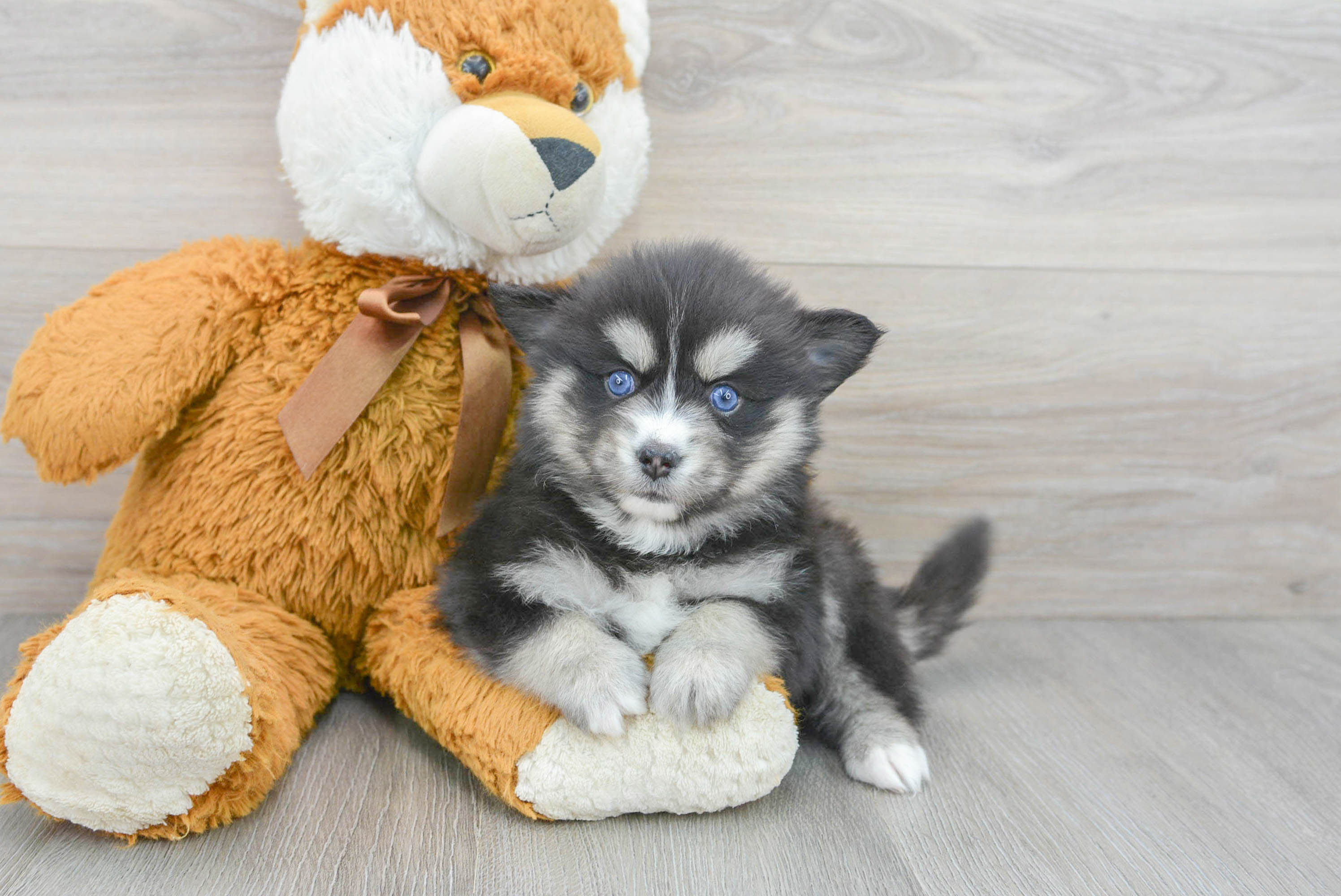 Teddy bear outlet pomsky