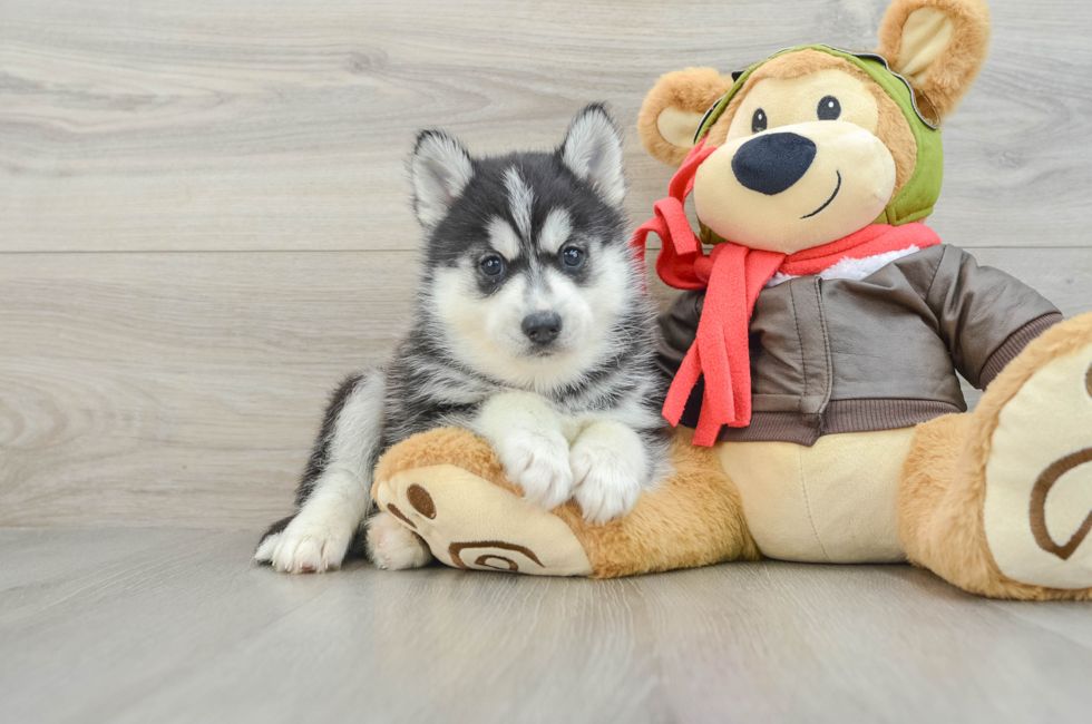 7 week old Pomsky Puppy For Sale - Florida Fur Babies