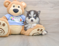 7 week old Pomsky Puppy For Sale - Florida Fur Babies