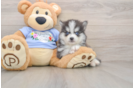 Pomsky Pup Being Cute