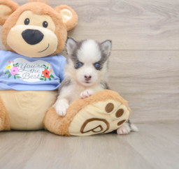 5 week old Pomsky Puppy For Sale - Florida Fur Babies