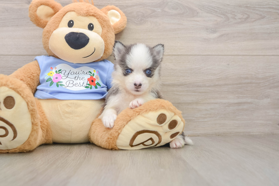Little Husky and Pomeranian Mix Designer Puppy