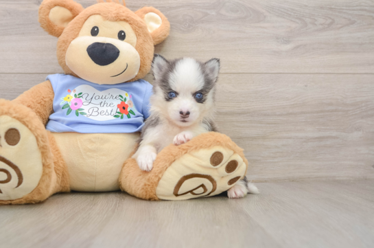 Little Husky and Pomeranian Mix Designer Puppy