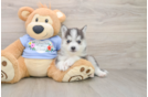Pomsky Puppy for Adoption