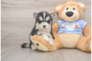 Best Pomsky Baby