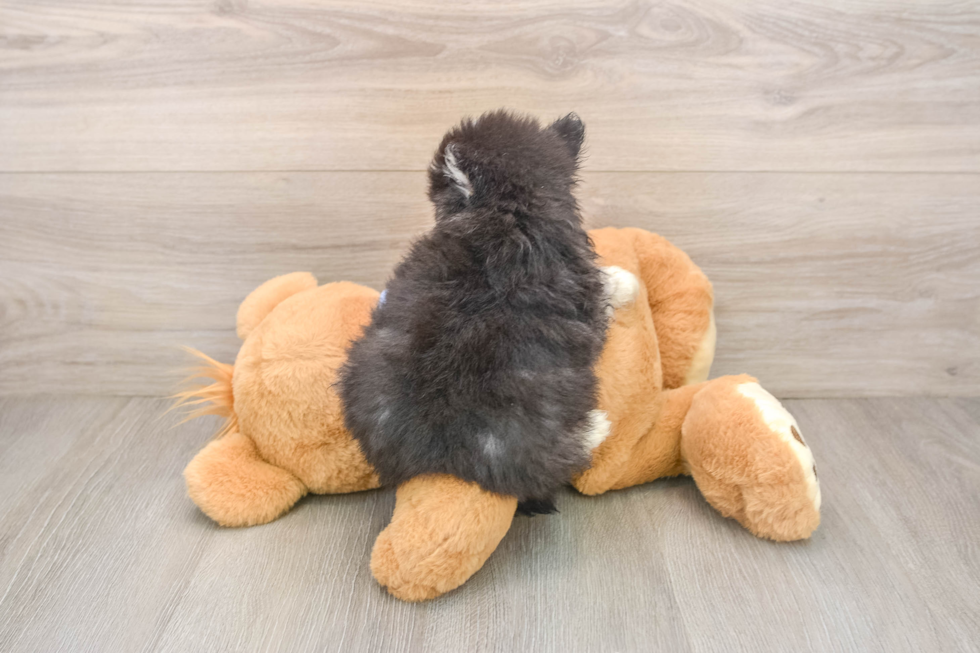 Pomsky Pup Being Cute
