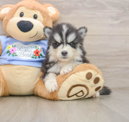 5 week old Pomsky Puppy For Sale - Florida Fur Babies