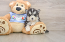 Friendly Pomsky Baby