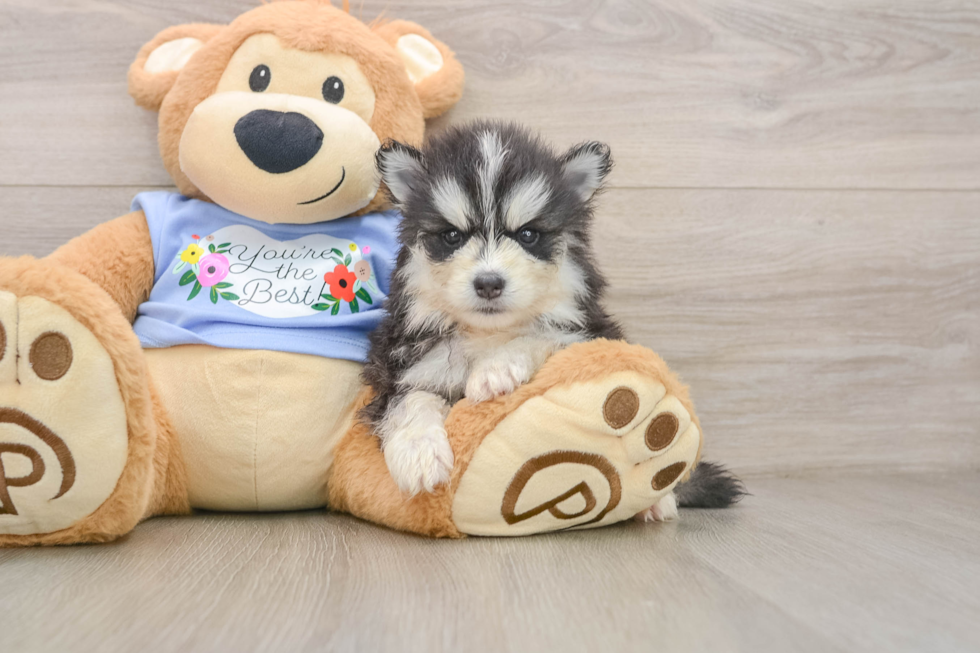 Friendly Pomsky Baby