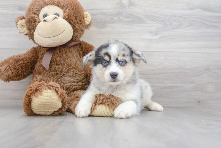 Meet Amos - our Pomsky Puppy Photo 2/3 - Florida Fur Babies