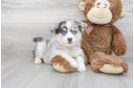 Meet Amos - our Pomsky Puppy Photo 1/3 - Florida Fur Babies