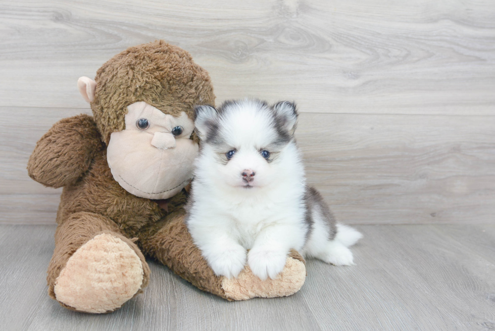 Best Pomsky Baby