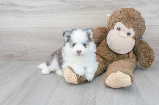 28 week old Pomsky Puppy For Sale - Florida Fur Babies